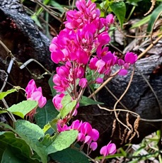 Antigonon leptopus.liane antigone.polygonaceae.amphinaturalisé.cultivé..jpeg