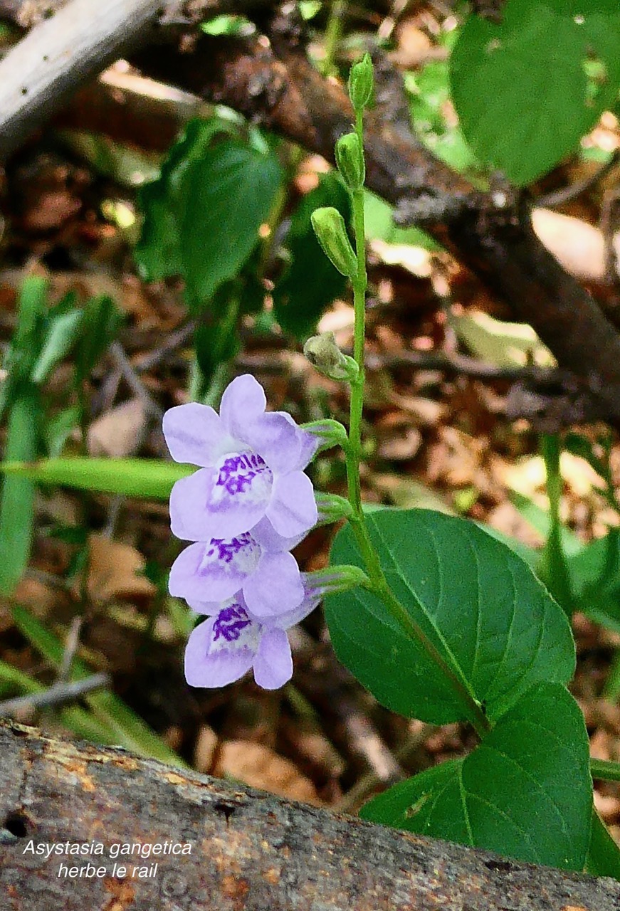 Asystasia gangetica subsp micrantha ? herbe lle rail.acanthaceae.amphinaturalisé.espèce envahissante..jpeg