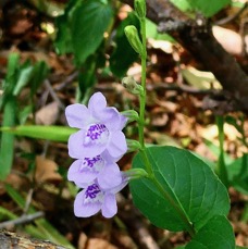 Asystasia gangetica subsp micrantha ? herbe lle rail.acanthaceae.amphinaturalisé.espèce envahissante..jpeg