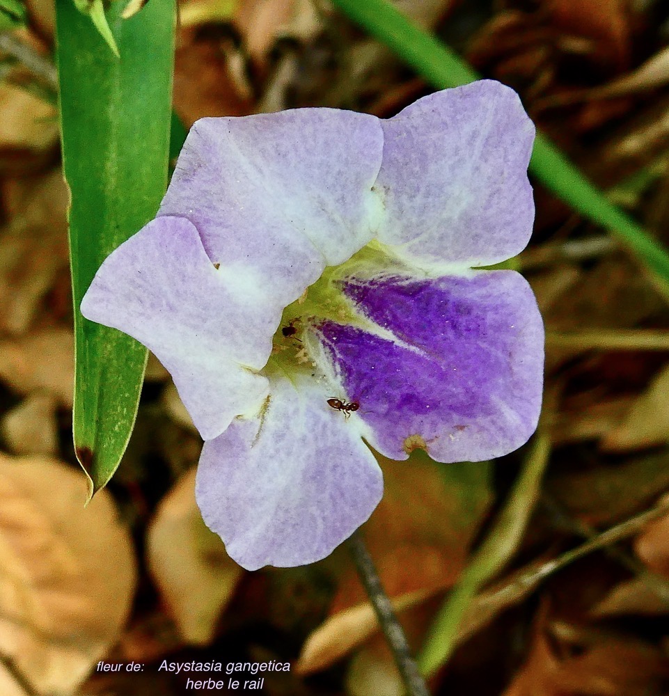 Asystasia gangetica.herbe lle rail.( fleur visitée par des fourmis )acanthaceae.amphinaturalisé.espèce envahissante..jpeg