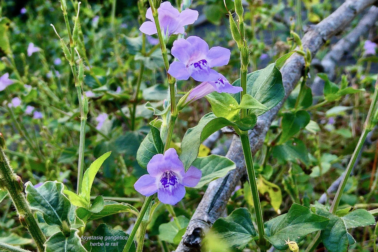 Asystasia gangetica.herbe lle rail.acanthaceae.amphinaturalisé.espèce envahissante..jpeg