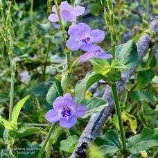 Asystasia gangetica.herbe lle rail.acanthaceae.amphinaturalisé.espèce envahissante..jpeg