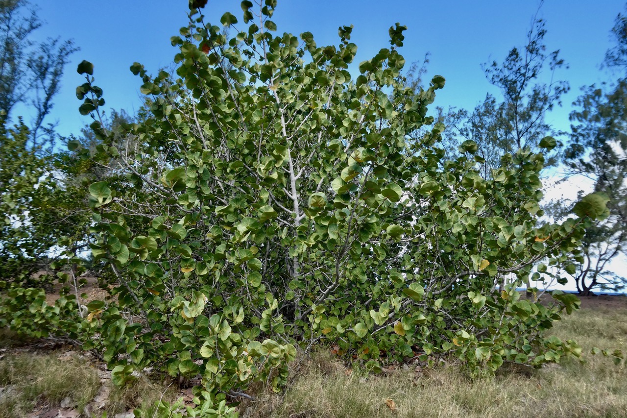 Coccoloba uvifera.raisin de mer .polygonaceae.espèce cultivée. (1).jpeg