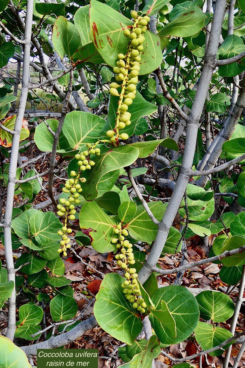 Coccoloba uvifera.raisin de mer .polygonaceae.espèce cultivée..jpeg