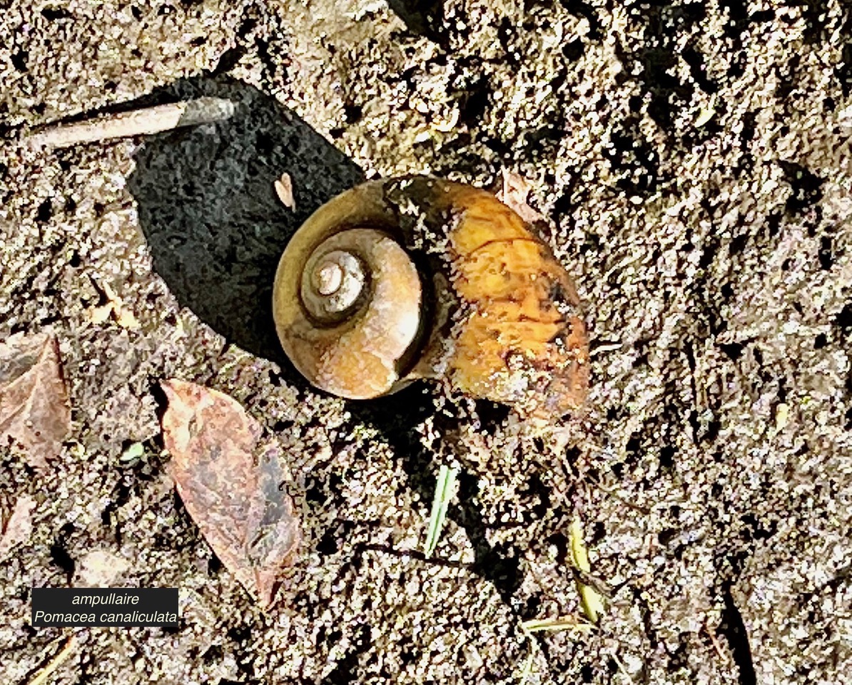 Coquille vide d'ampullaire .Pomacea canaliculata.espèce exotique envahissante..jpeg