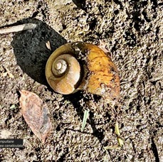 Coquille vide d'ampullaire .Pomacea canaliculata.espèce exotique envahissante..jpeg