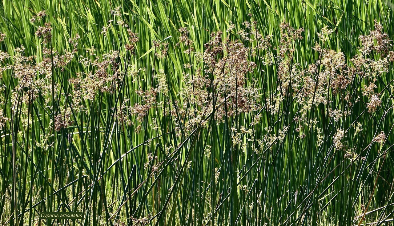 Cyperus articulatus.souchet articulé.indigène Réunion ? (2).jpeg