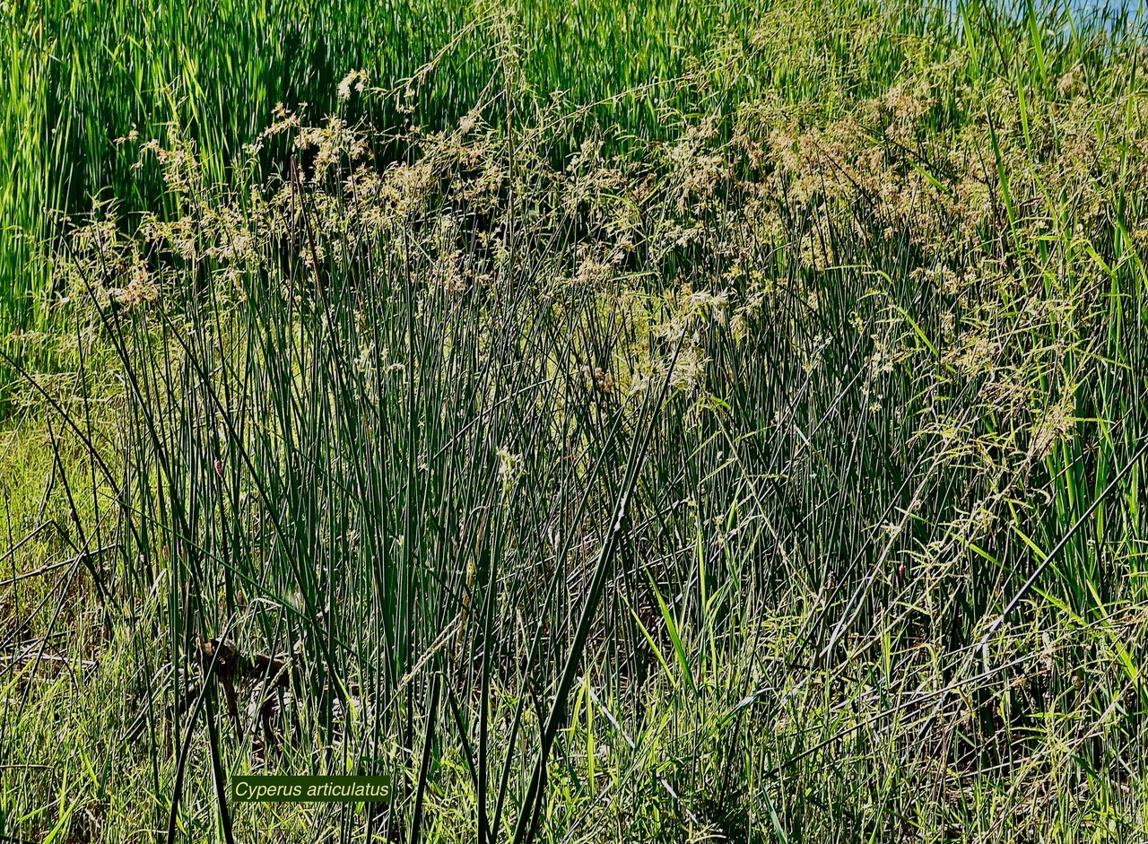 Cyperus articulatus.souchet articulé.indigène Réunion ? (3).jpeg