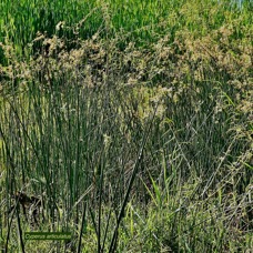 Cyperus articulatus.souchet articulé.indigène Réunion ? (3).jpeg