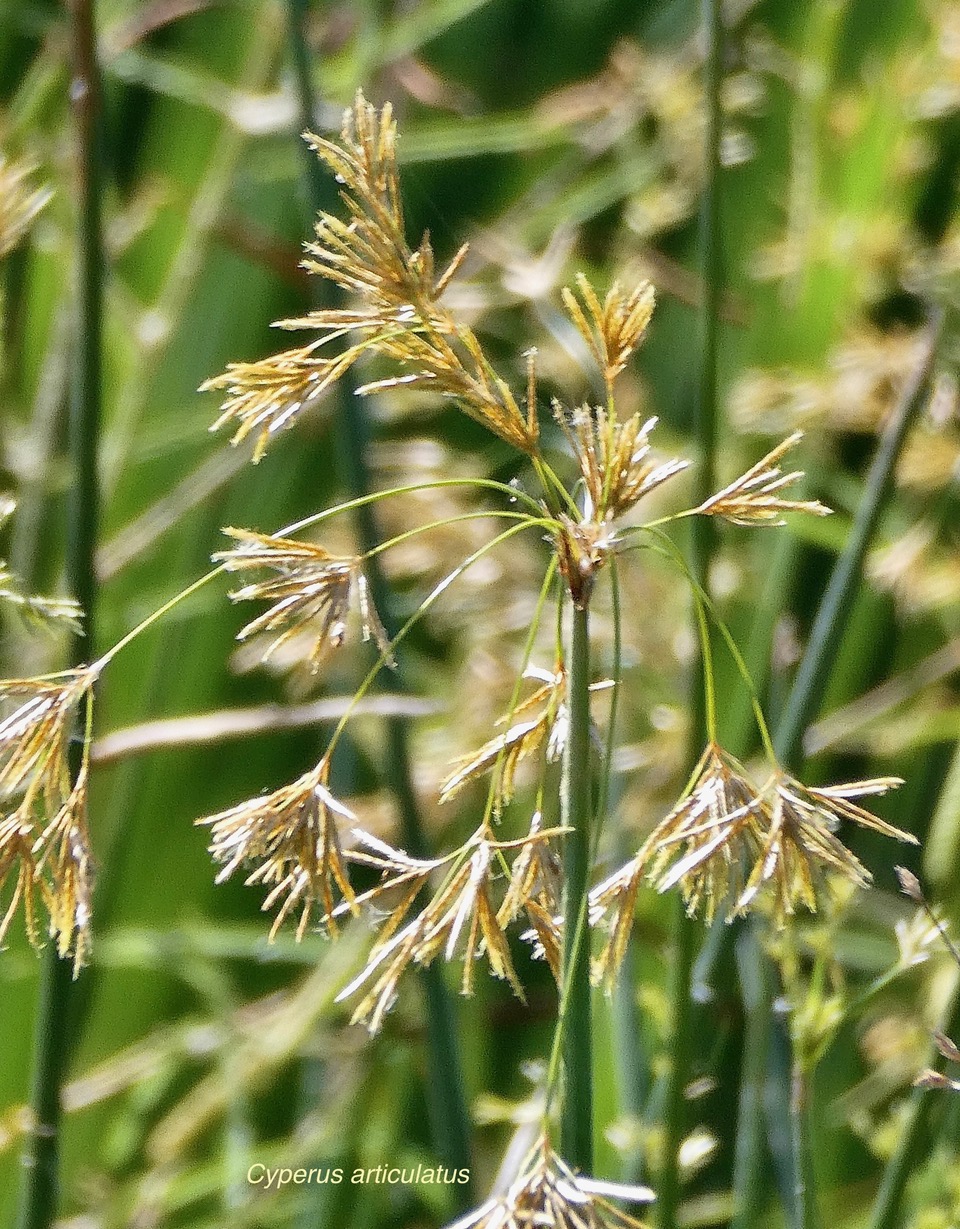 Cyperus articulatus.souchet articulé.indigène Réunion ?.jpeg