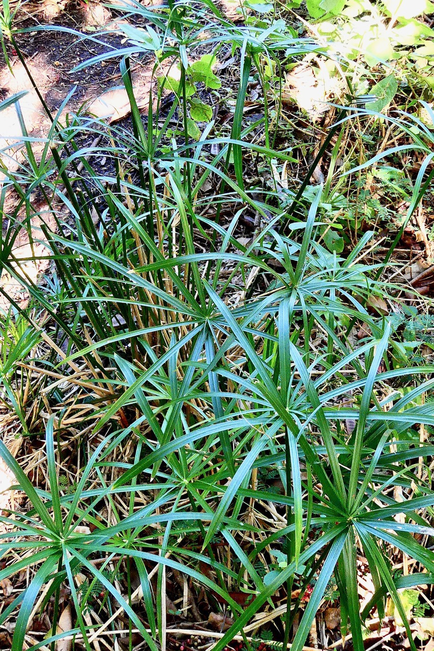 Cyperus involucratus.papyrus.souchet à feuilles alternes.cyperaceae.stenonaturalisé.très envahissant..jpeg