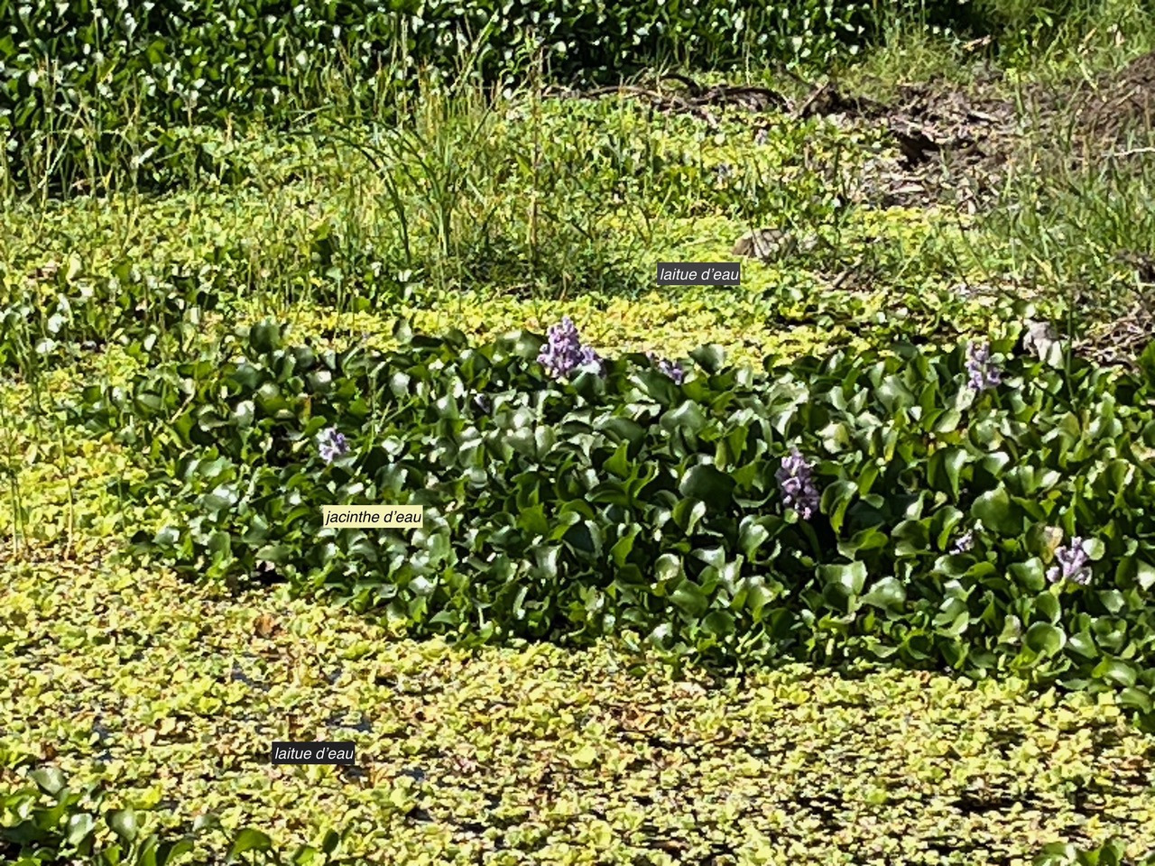 espèces envahissantes -Pontederia crassipes.( Eichhornia crassipes ) jacinthe d’eau. pontederiaceae.amphinaturalisé_(cultivé ) très envahissant.   et Pistia stratiotes.laitue d’eau.araceae.stenonaturalisé ( cultivé )très envahissan.jpeg