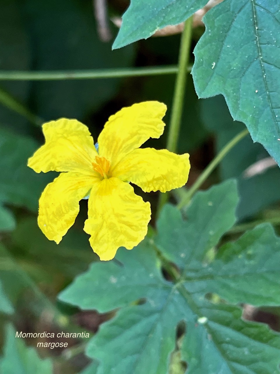 Momordica charantia.margose. ( fleur ) cucurbitaceae.amphinaturalisé.cultivé..jpeg