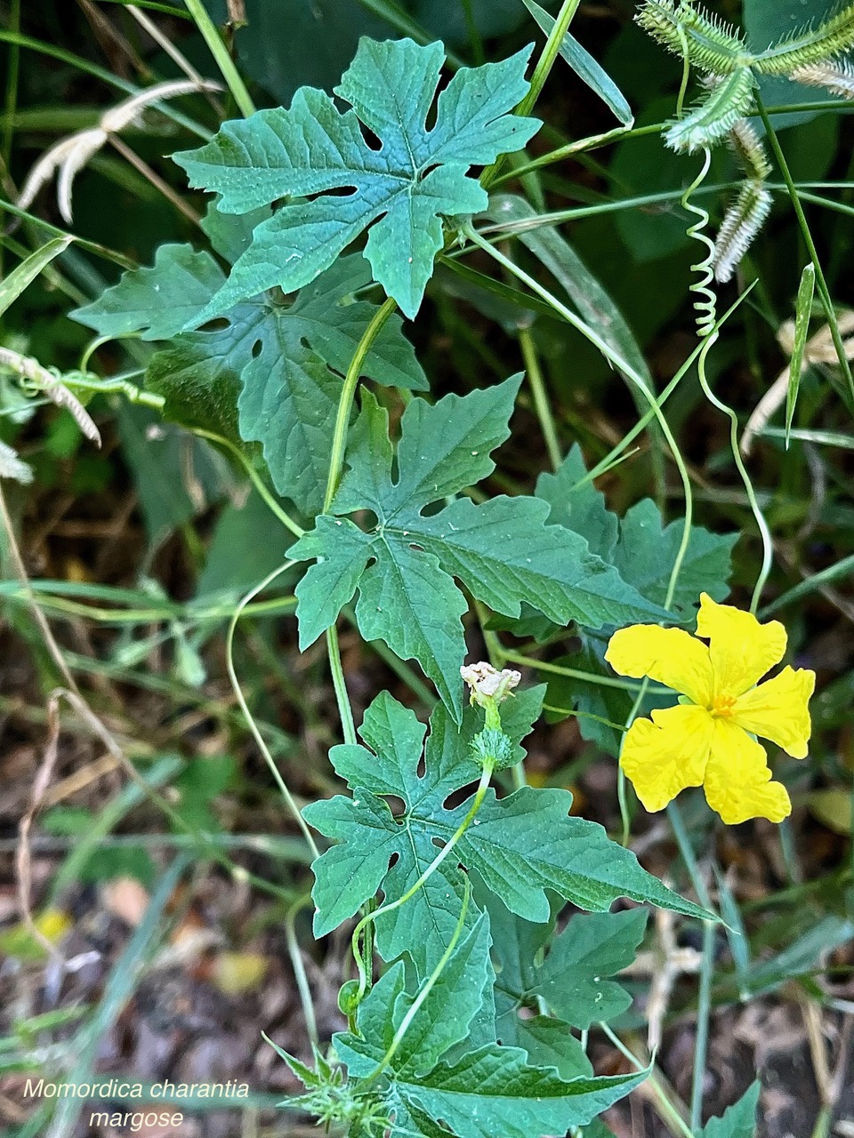 Momordica charantia.margose.cucurbitaceae.amphinaturalisé.cultivé..jpeg