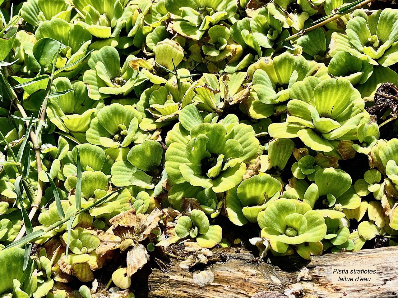 Pistia stratiotes.laitue d’eau.araceae.stenonaturalisé ( cultivé )très envahissant. (1).jpeg