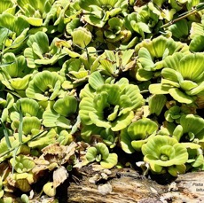 Pistia stratiotes.laitue d’eau.araceae.stenonaturalisé ( cultivé )très envahissant. (1).jpeg