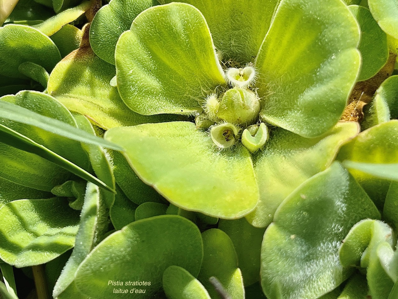 Pistia stratiotes.laitue d’eau.araceae.stenonaturalisé ( cultivé )très envahissant..jpeg