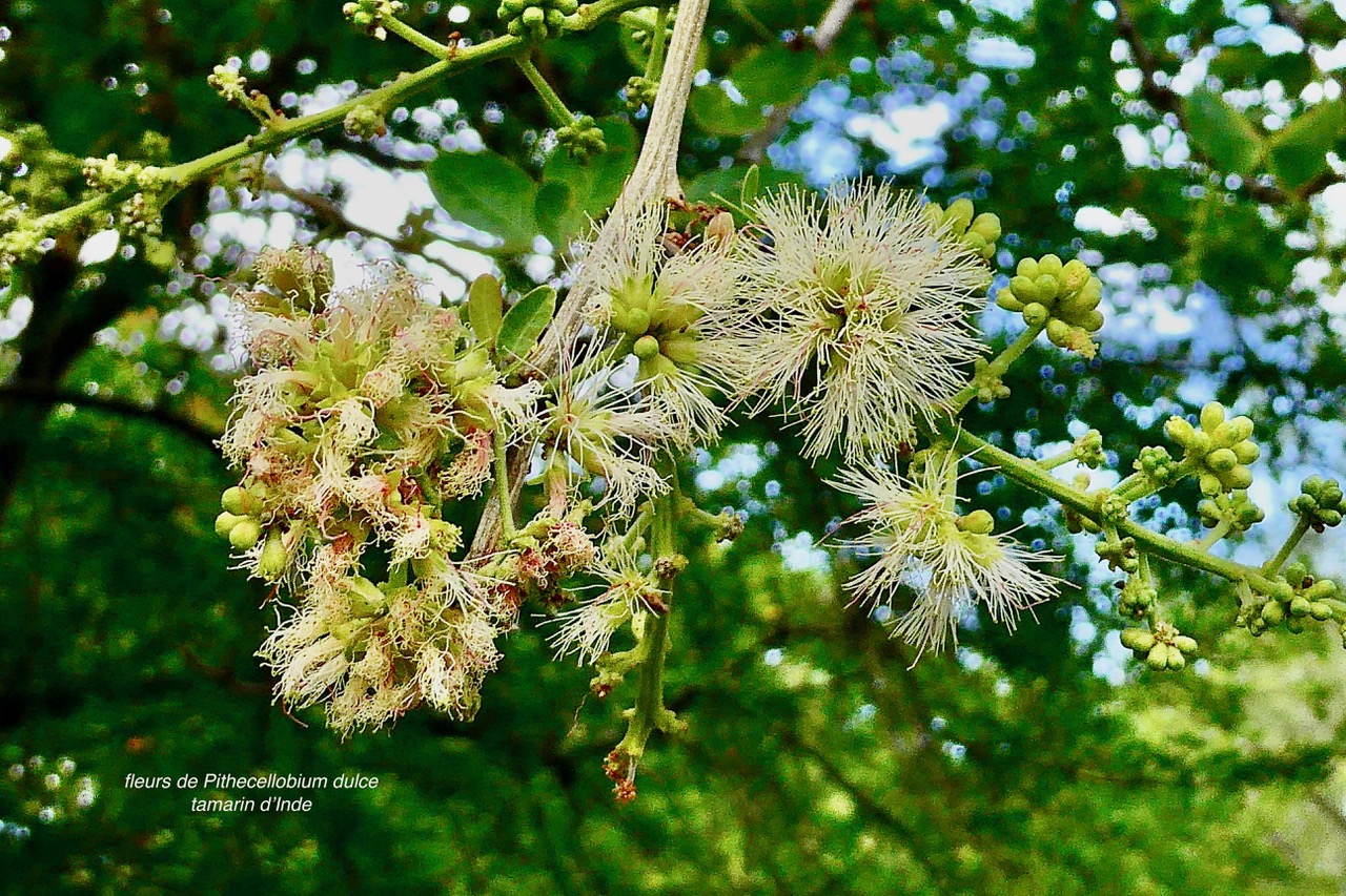 Pithecellobium dulce.tamarin d’Inde.( fleurs ).fabaceae.amphinaturalisé..jpeg