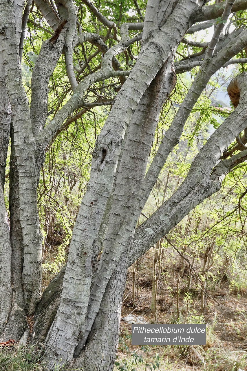 Pithecellobium dulce.tamarin d’Inde.fabaceae.amphinaturalisé..jpeg