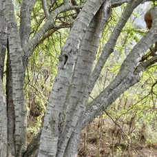 Pithecellobium dulce.tamarin d’Inde.fabaceae.amphinaturalisé..jpeg