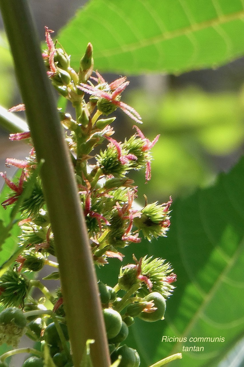 Ricinus communis.tantan.ricin commun.( fleurs ) euphorbiaceae.assimilé indigène..jpeg