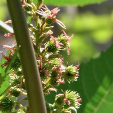 Ricinus communis.tantan.ricin commun.( fleurs ) euphorbiaceae.assimilé indigène..jpeg