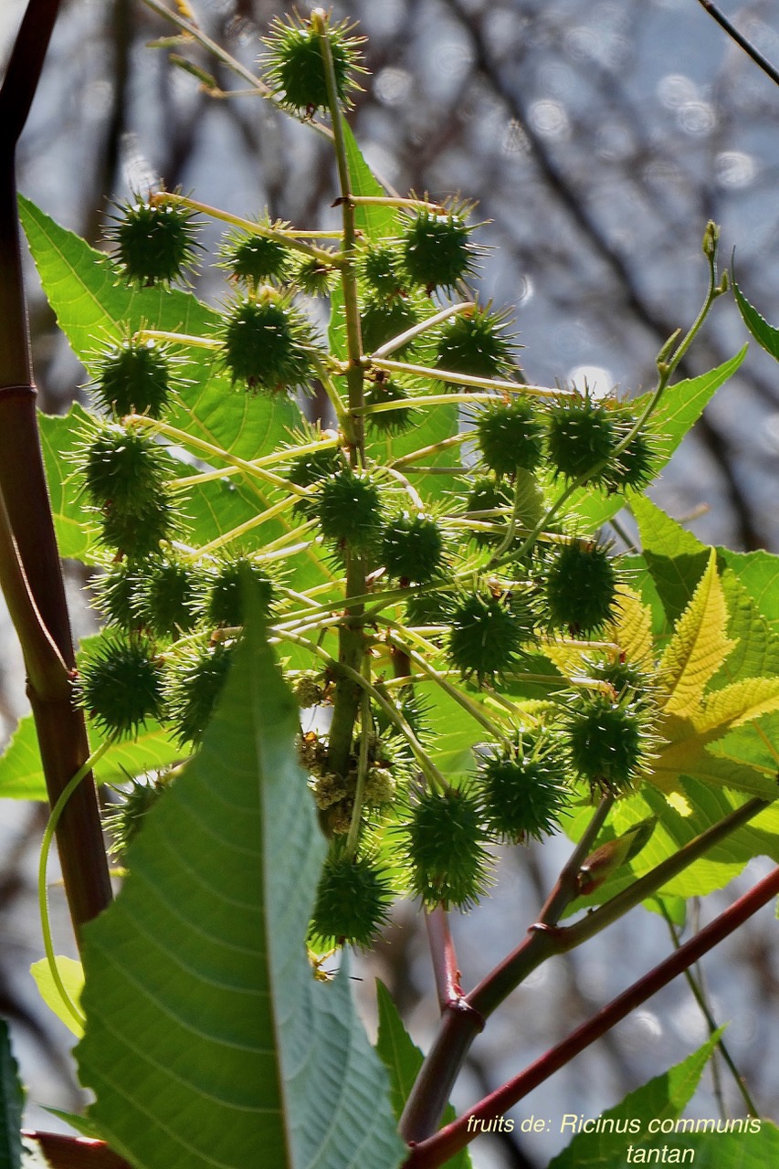 Ricinus communis.tantan.ricin commun.euphorbiaceae.assimilé indigène. (1).jpeg