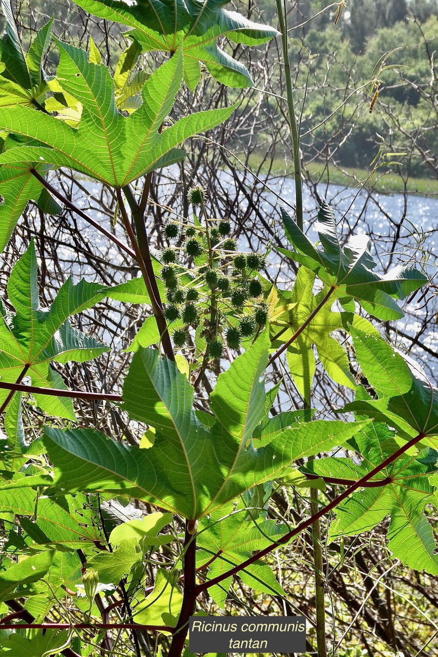 Ricinus communis.tantan.ricin commun.euphorbiaceae.assimilé indigène..jpeg