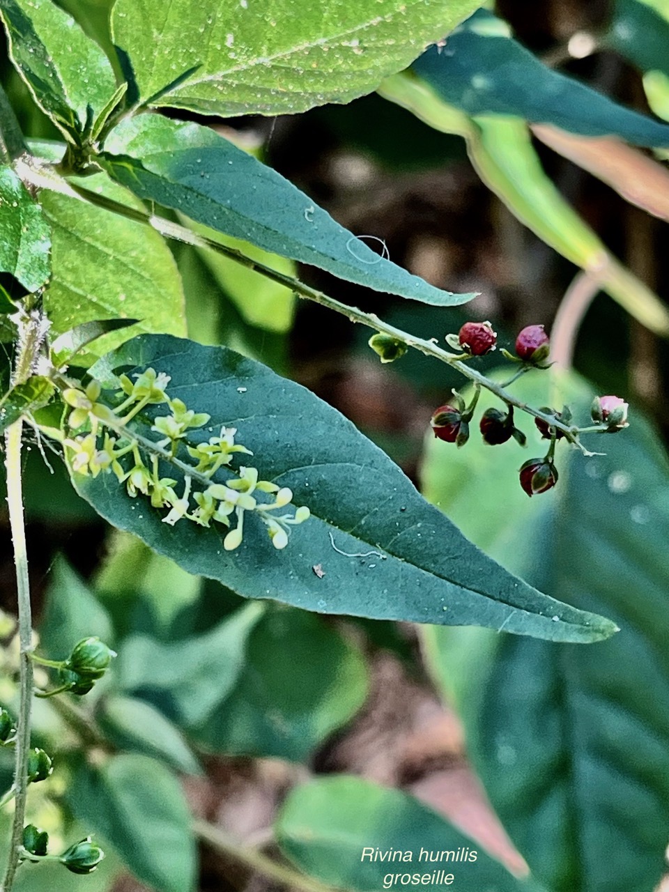 Rivina humilis.groseille.petiveriaceae.assimilé indigène..jpeg