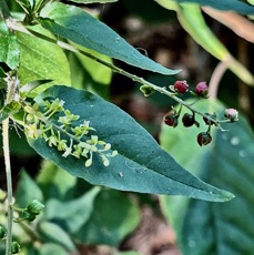 Rivina humilis.groseille.petiveriaceae.assimilé indigène..jpeg