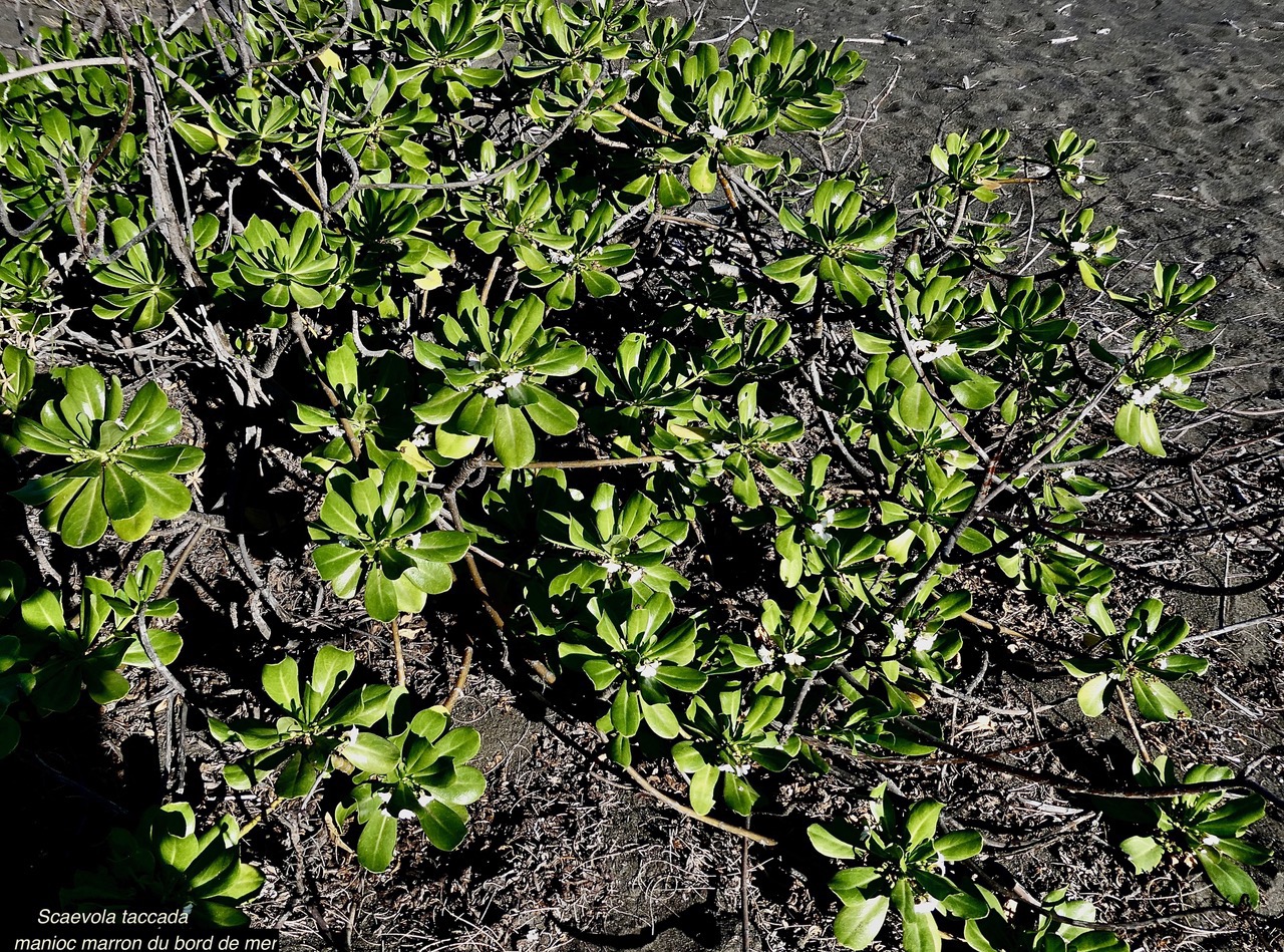 Scaevola taccada.manioc marron du bord de mer.goodeniaceae.espèce cultivée.indigène Réunion. (1).jpeg