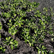 Scaevola taccada.manioc marron du bord de mer.goodeniaceae.espèce cultivée.indigène Réunion. (1).jpeg