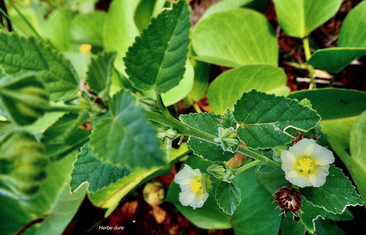 Sida arcuta ? cordifolia ? herbe dure.malvaceae..jpeg