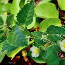 Sida arcuta ? cordifolia ? herbe dure.malvaceae..jpeg