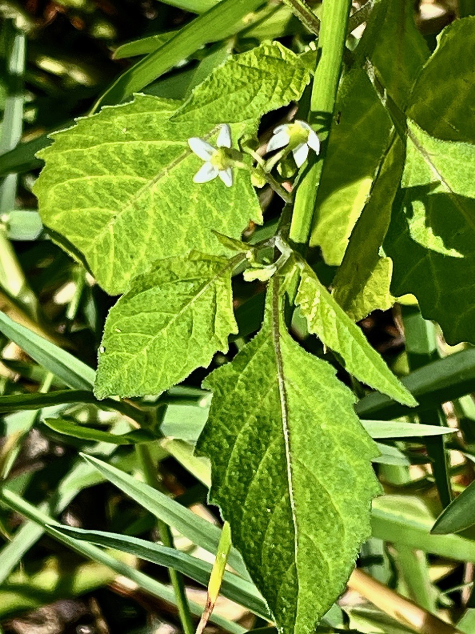 Solanum nigrum.morelle noire.solanaceae. (1).jpeg