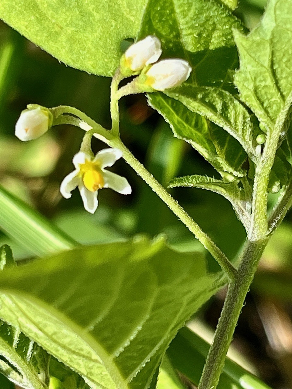 Solanum nigrum.morelle noire.solanaceae..jpeg