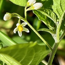 Solanum nigrum.morelle noire.solanaceae..jpeg