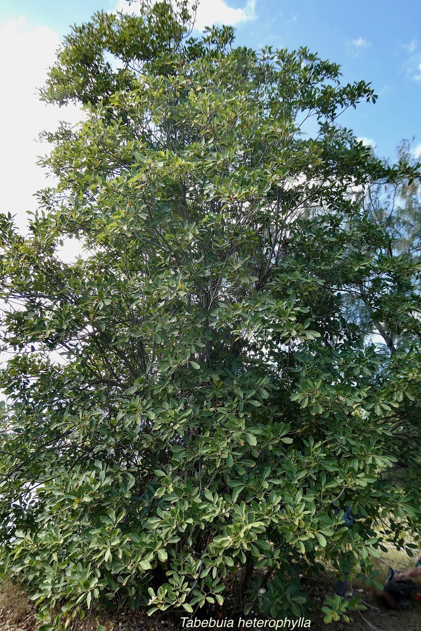 Tabebuia heterophylla. bignoniaceae.cultivé.potentiellement envahissant. (1).jpeg