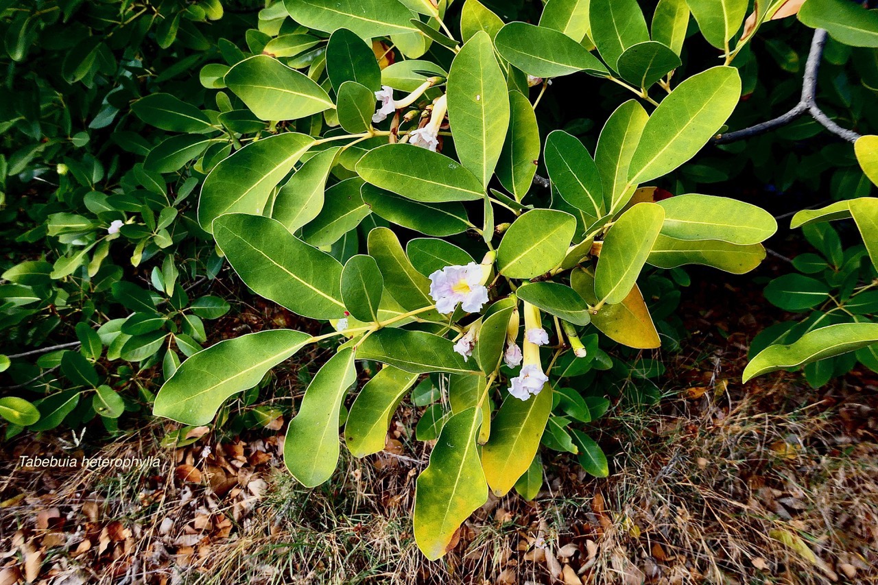 Tabebuia heterophylla. bignoniaceae.cultivé.potentiellement envahissant. (2).jpeg