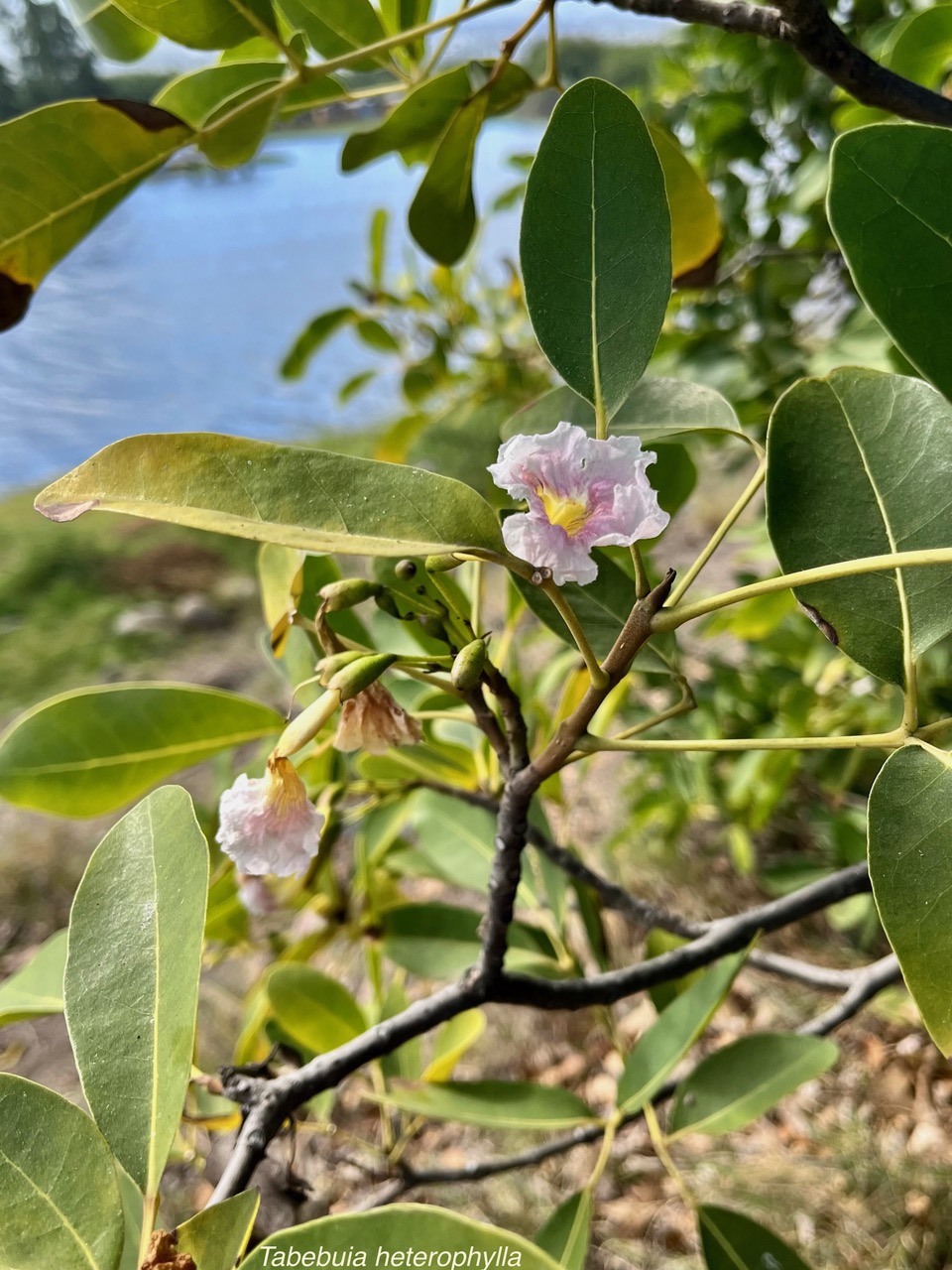 Tabebuia heterophylla. bignoniaceae.cultivé.potentiellement envahissant..jpeg