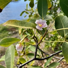 Tabebuia heterophylla. bignoniaceae.cultivé.potentiellement envahissant..jpeg