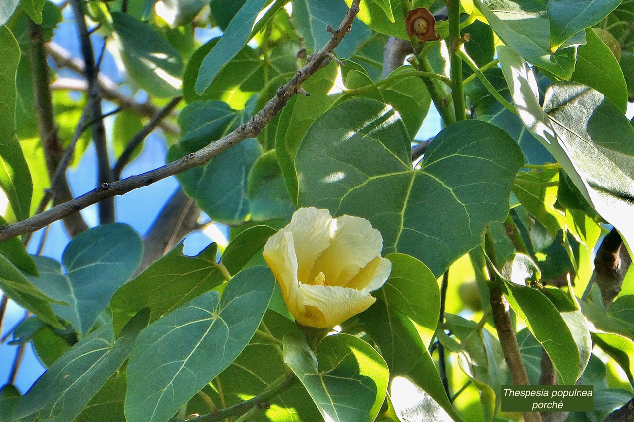 Thespesia populnea.porché.bois de peinture.malvaceae.espèce cultivée. (1).jpeg