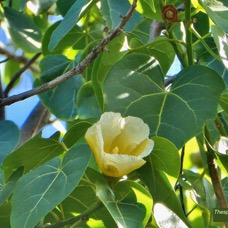 Thespesia populnea.porché.bois de peinture.malvaceae.espèce cultivée. (1).jpeg