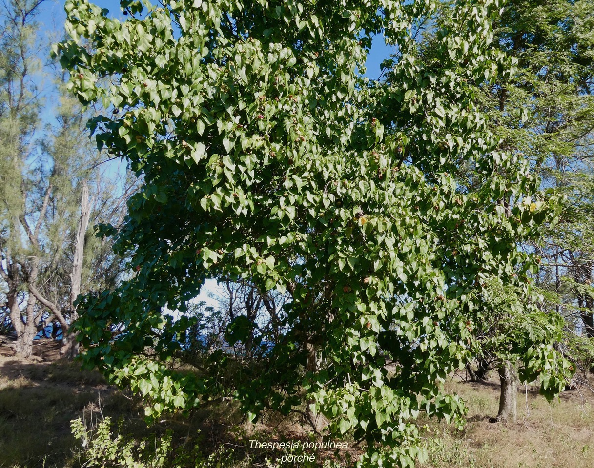 Thespesia populnea.porché.bois de peinture.malvaceae.espèce cultivée..jpeg