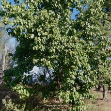 Thespesia populnea.porché.bois de peinture.malvaceae.espèce cultivée..jpeg