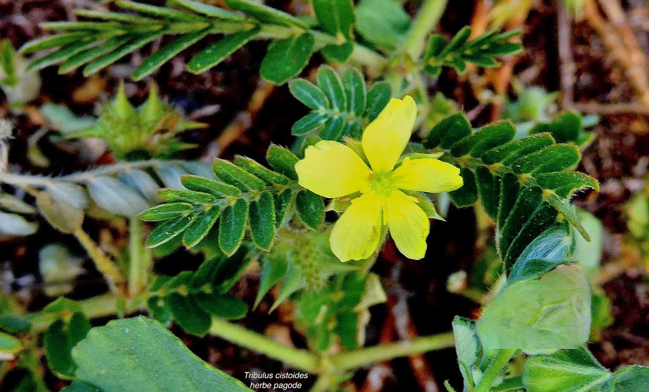 Tribulus cistoides.herbe pagode.pagode.zygophyllaceae..jpeg