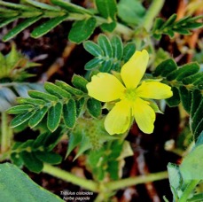 Tribulus cistoides.herbe pagode.pagode.zygophyllaceae..jpeg