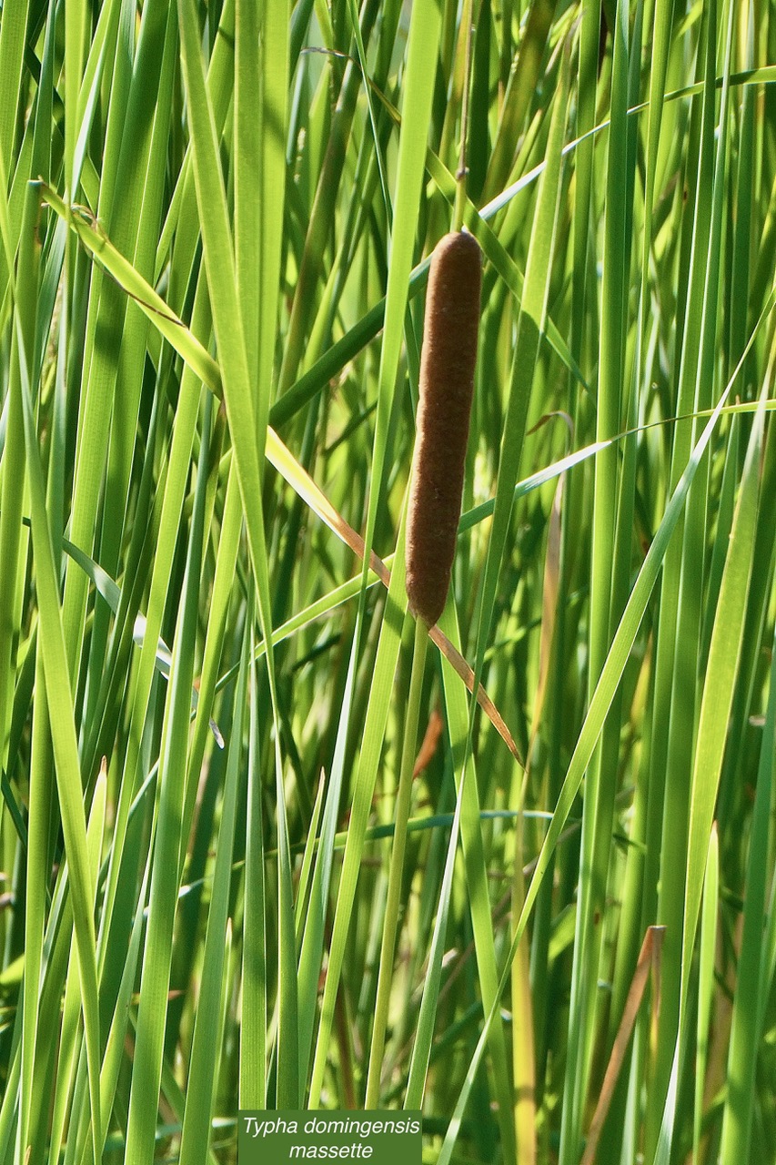 Typha domingensis.voune.jonc.massette. typhaceae. indigène ? (1).jpeg