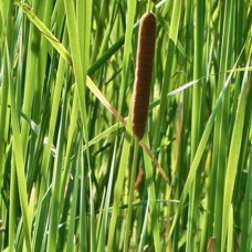 Typha domingensis.voune.jonc.massette. typhaceae. indigène ? (1).jpeg