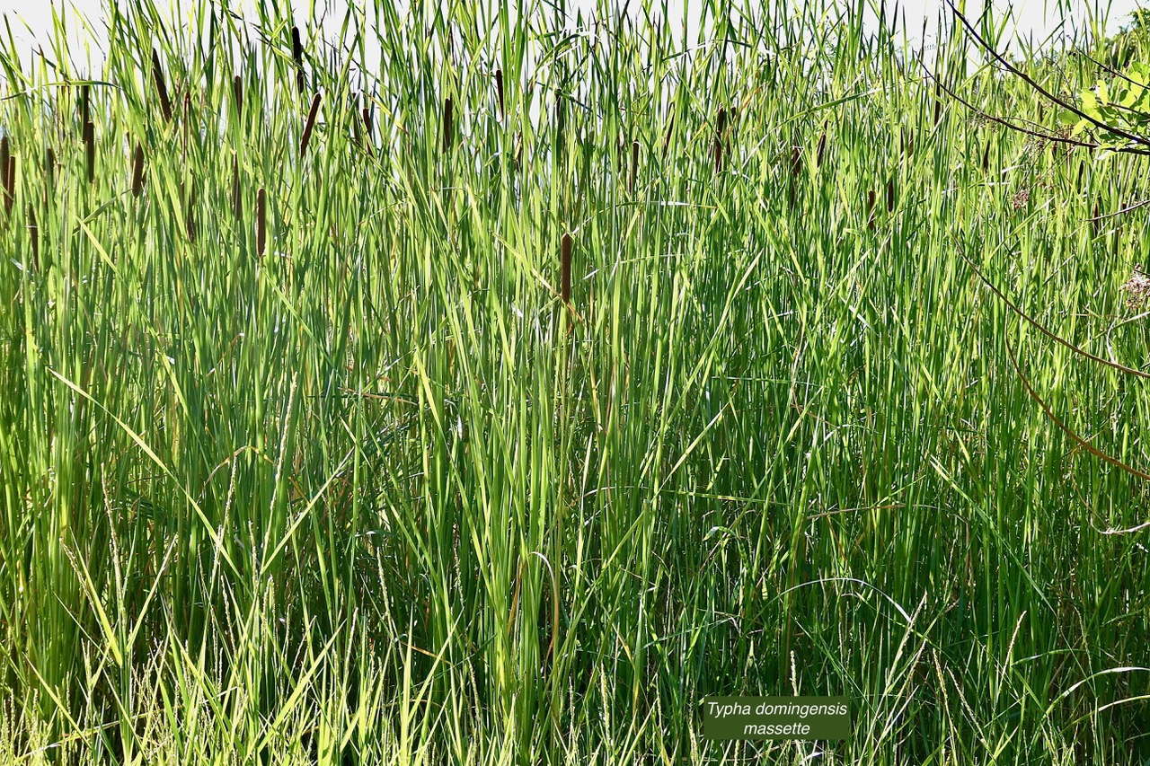 Typha domingensis.voune.jonc.massette. typhaceae. indigène ?.jpeg